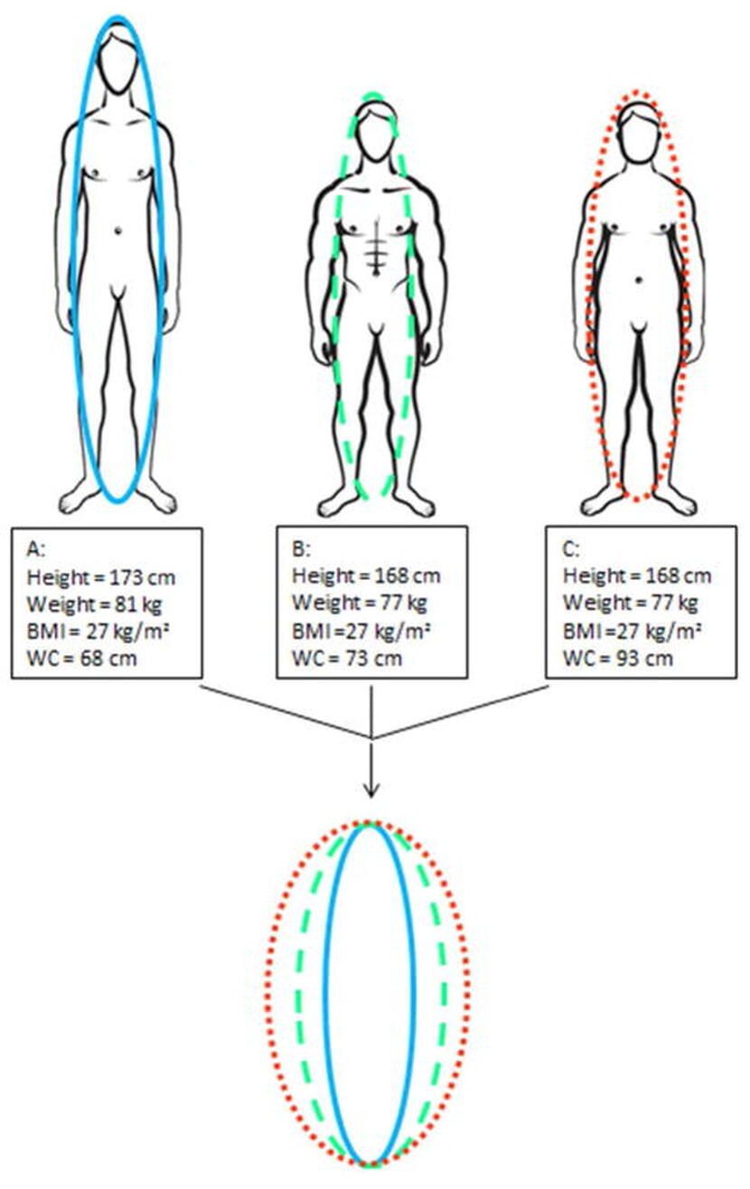 Body Roundness Index